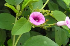 Argyreia involucrata